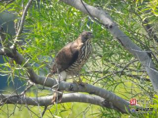 鸟届“明星”凤头鹰夫妇在金鸡山安家