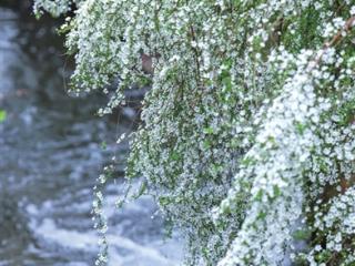杭州春天里的“白雪公主”上线