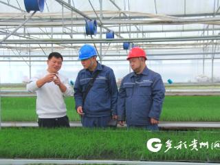 大棚育苗正当时 抽水用电服务季