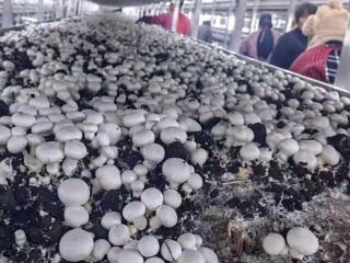 沪六“合育”双孢菇项目试生产期间日产鲜菇3吨至5吨