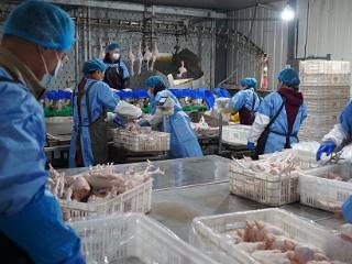 临沭县大兴镇：晟凯食品生产实现首季开门红