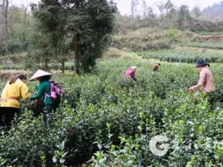 凤冈王寨：茶山采新绿 质优价稳助增收