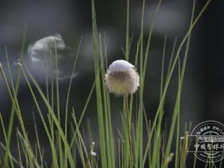 吉镜头｜长春：当新民大街遇上三月春雪
