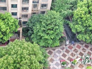 8个台风被除名 去年影响安徽的“竹节草”在列