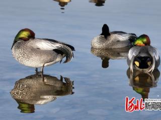 河北省迁安市：野鸭翔集舞翩跹