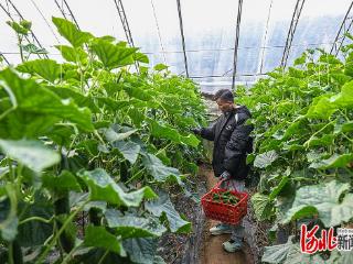 小黄瓜俏销大市场