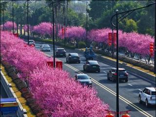 花事三叠，温州鹿城春声正好