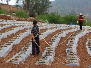 服务下沉 普惠助农：工行兴义城区支行“烟农贷”助农抢抓烤烟春耕