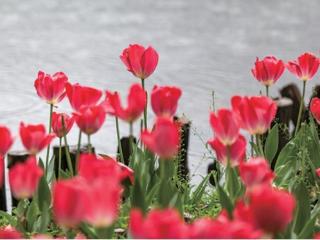 今日春分，巧遇“龙抬头”，杭州天气即将转好