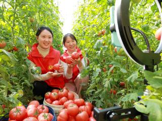 志愿助农促增收