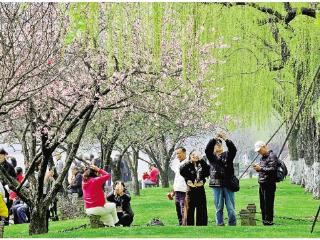 桃红柳绿 春日画卷