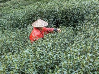 西湖龙井昨日开采 预计下周陆续大范围开采