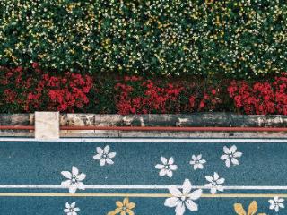 读城｜今日春分！恰逢一城花开，平分这份美好