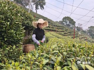 春分至，浙江暖意回归，部分地区周末直冲25℃