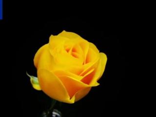 “文秀”，回家了！