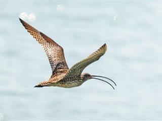 我市观鸟爱好者在翔安七星礁记录到大杓鹬和斑尾塍鹬