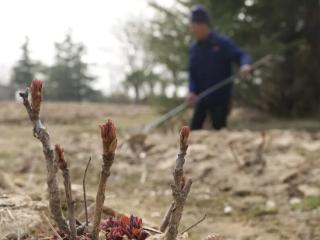 青岛国际牡丹产业园抢抓春季管护黄金期