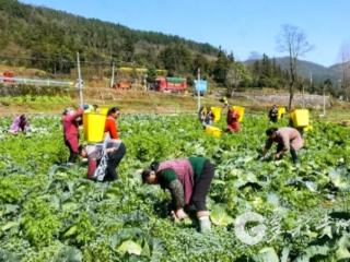 凤冈县蜂岩镇：蔬菜喜获丰收 日收10余吨直供市场