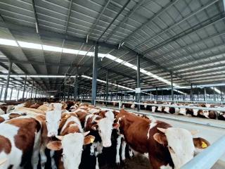 福牛牧业：“全链透明+数智赋能”开启中原放心消费新篇