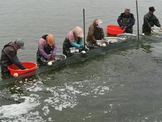 郯城县杨集镇大力发展淡水渔业养殖项目