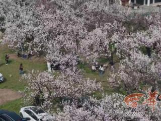 秦岭脚下百年杏园迎盛花期 踏青游人醉享春日田园画卷