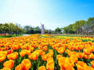 就在昆山巴城，百万株蓄势开放