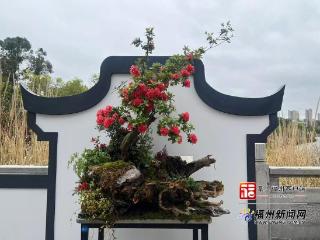 福州杜鹃花组合盆栽技能竞赛举行