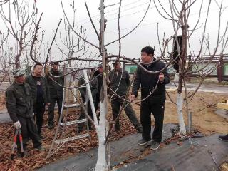 邹城：果园里的“春天课堂” 剪出满园好“钱”景