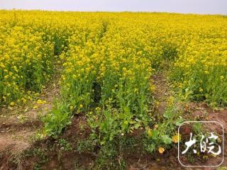 “受宠”油菜花田被踩坏不少，老板：欢迎大家来赏花，损失我认了！