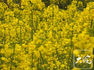 双节相逢春意浓 合肥街头春花齐绽