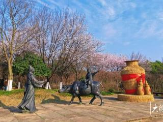 池州：杏花如雪领春色，城乡处处皆成画