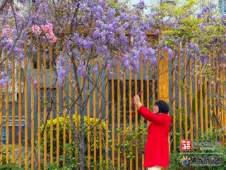 福州“止疼”公园上线 紫藤是当家花旦