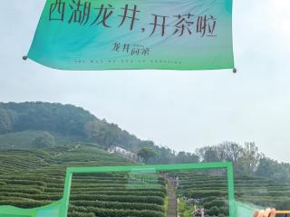 西湖龙井昨天开茶啦