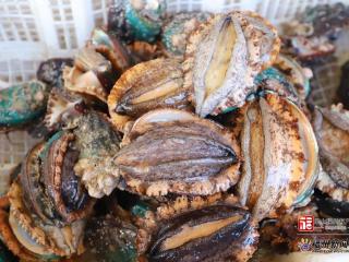 俞敏洪化身闽味推荐官 细说佛跳墙典故