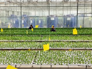 种好“菜园子” 保障“菜篮子”