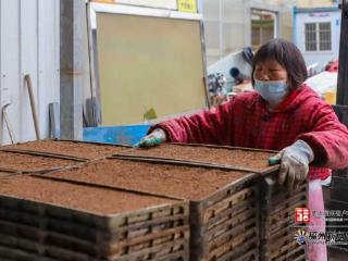 连江：春耕“科技范” 丰产底气足