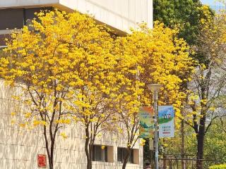 粉的、黄的、白的绽放！福州多地花开