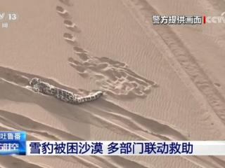 罕见！雪豹现身新疆库木塔格沙漠 警方联动紧急救助