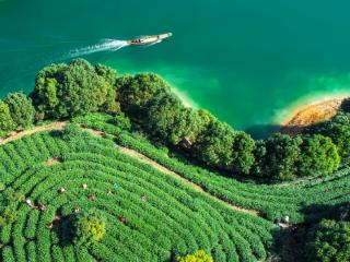 回望“十四五” 展望“十五五”⑫ │农业跃迁 “淳”启共富新征程