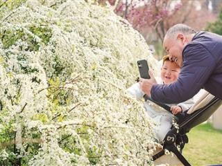 三月“春雪”满枝头