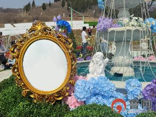 【鲁网图集】云端花海赴春约 醉美淄博正当时