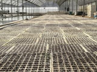 湖北南漳：春早人勤育苗忙 精管细护保苗强