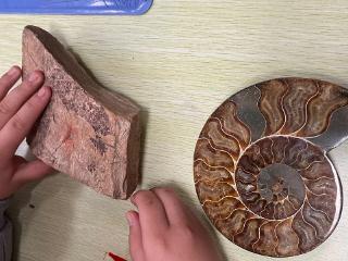 临沂金盾小学开展古生物学科普教育活动
