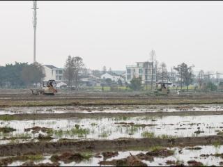 从单一种粮到抱团“出圈” 温州平阳探路乡村振兴片区联动新模式