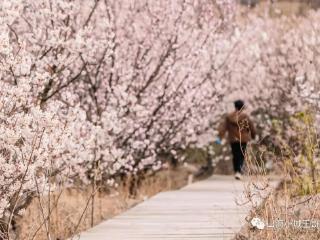 收藏！青岛市崂山区王哥庄赏花保姆级攻略来啦
