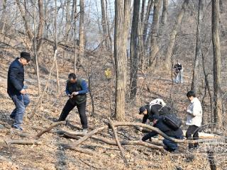 吉镜头｜净月潭冰凌花破冰绽放 奏响北国春日序曲