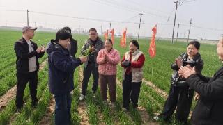 小麦返青春管忙 麦大师农技下乡送良方