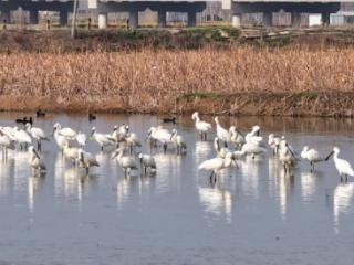 数百只白琵鹭现身蚌埠三汊河