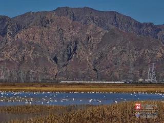 南北接力守护！小天鹅“古田乐”从闽江口北迁至内蒙古