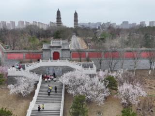 双塔公园山桃花盛开